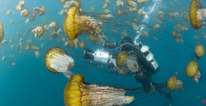 Jellyfish: A scourge of swimming, but a treasure trove of science